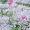 Phlox Phlox (S) 'Emerald Cushion Blue' Phlox Phlox (S) 'Emerald Cushion Blue'
