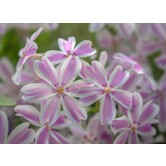 Phlox (S) 'Candy Stripes' bestellen bij Topplantenshop