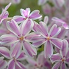 Phlox Phlox (S) 'Candy Stripes' bestellen bij Topplantenshop Phlox Phlox (S) 'Candy Stripes' bestellen bij Topplantenshop