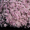 Phlox Phlox (S) 'Candy Stripes' bestellen bij Topplantenshop Phlox Phlox (S) 'Candy Stripes' bestellen bij Topplantenshop