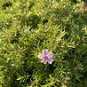 Phlox Phlox (S) 'Candy Stripes' bestellen bij Topplantenshop Phlox Phlox (S) 'Candy Stripes' bestellen bij Topplantenshop