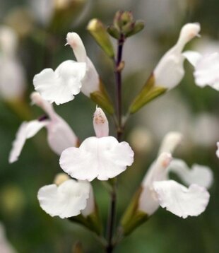 Salvia microphylla 'Gletsjer'