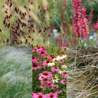 Borderbeplanting Prairie borderbundel Borderbeplanting Prairie borderbundel
