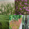 Borderbeplanting Siergrassen borderbundel Borderbeplanting Siergrassen borderbundel