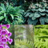 Borderbeplanting Varen borderbundel Borderbeplanting Varen borderbundel