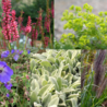 Borderbeplanting Onderhoudsarme borderbundel Borderbeplanting Onderhoudsarme borderbundel