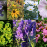 Borderbeplanting Zon borderbundel Borderbeplanting Zon borderbundel