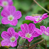 Erodium Erodium gut. 'Bisschops Form' Erodium Erodium gut. 'Bisschops Form'