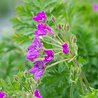 Erodium Erodium gut. 'Bisschops Form' Erodium Erodium gut. 'Bisschops Form'