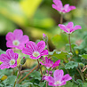 Erodium Erodium gut. 'Bisschops Form' Erodium Erodium gut. 'Bisschops Form'