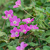 Erodium Erodium gut. 'Bisschops Form' Erodium Erodium gut. 'Bisschops Form'