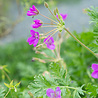 Erodium Erodium gut. 'Bisschops Form' Erodium Erodium gut. 'Bisschops Form'