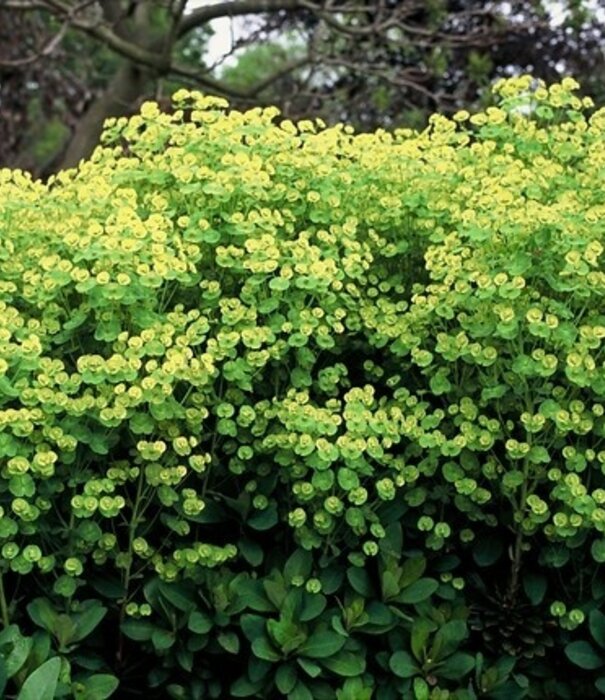 Euphorbia Euphorbia characias subsp. wulfenii
