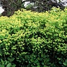 Euphorbia Euphorbia characias subsp. wulfenii Euphorbia Euphorbia characias subsp. wulfenii