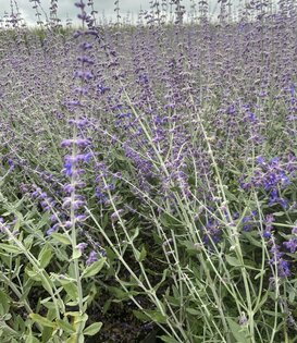 Perovskia atriplicifolia 'Blue Spire'