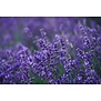 Lavandula angustifolia 'Munstead'