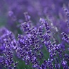 Lavandula Lavandula angustifolia 'Munstead' Lavandula Lavandula angustifolia 'Munstead'