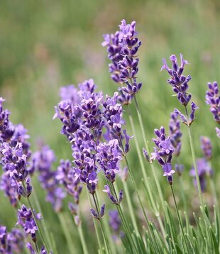 Lavandula angustifolia 'Dwarf Blue'