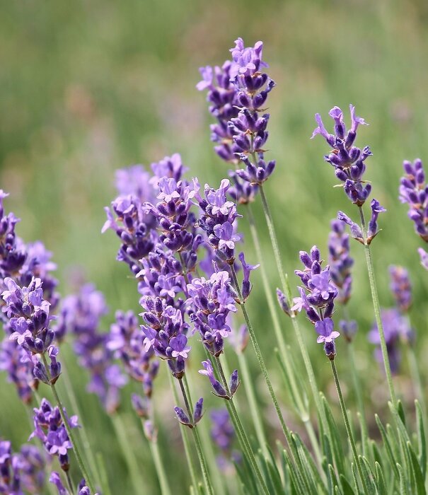 Lavandula Lavandula angustifolia 'Dwarf Blue'