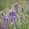 Lavandula Lavandula angustifolia 'Dwarf Blue' Lavandula Lavandula angustifolia 'Dwarf Blue'