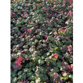Geranium cantabrigiense 'Biokovo'