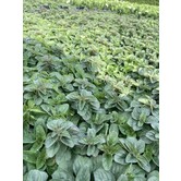 Origanum vulgare