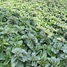 Origanum Origanum vulgare Origanum Origanum vulgare