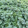 Origanum Origanum vulgare Origanum Origanum vulgare