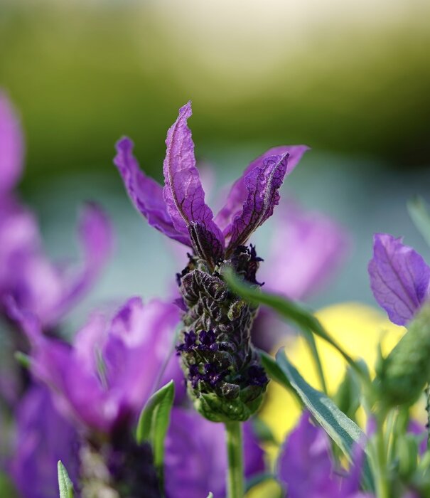Lavandula Lavandula stoechas 'Papillon'