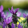 Lavandula Lavandula stoechas 'Papillon' Lavandula Lavandula stoechas 'Papillon'