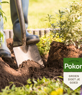 Pokon Bio Aanplantgrond