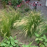 Borderbeplanting Prairie borderbundel Borderbeplanting Prairie borderbundel