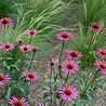 Borderbeplanting Prairie borderbundel Borderbeplanting Prairie borderbundel