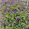 Geranium Geranium ‘Rozanne’ Geranium Geranium ‘Rozanne’