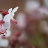 Geranium Geranium cantabrigiense 'St. Ola' Geranium Geranium cantabrigiense 'St. Ola'