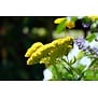 Achillea 'Coronation Gold'