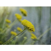 Achillea 'Little Moonshine'
