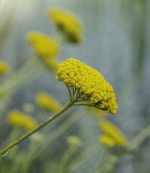 Achillea 'Little Moonshine'