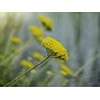 Achillea 'Little Moonshine'