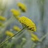 Achillea Achillea 'Little Moonshine' Achillea Achillea 'Little Moonshine'