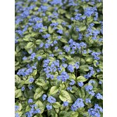 Brunnera macrophylla 'Silver Spear'