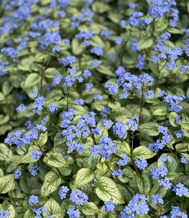 Brunnera macrophylla 'Silver Spear'