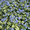 Brunnera Brunnera macrophylla 'Silver Spear' Brunnera Brunnera macrophylla 'Silver Spear'
