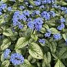 Brunnera Brunnera macrophylla 'Silver Spear' Brunnera Brunnera macrophylla 'Silver Spear'