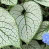 Brunnera Brunnera macrophylla 'Silver Spear' Brunnera Brunnera macrophylla 'Silver Spear'