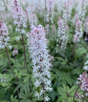Tiarella 'Candy Striper'