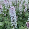 Tiarella Tiarella 'Candy Striper' Tiarella Tiarella 'Candy Striper'