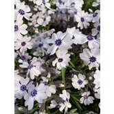 Phlox subulata 'Bavaria'