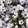 Phlox Phlox subulata 'Bavaria' Phlox Phlox subulata 'Bavaria'