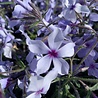 Phlox Phlox divaricata 'Chattahoochee' Phlox Phlox divaricata 'Chattahoochee'